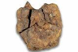 Hadrosaur (Edmontosaurus) Caudal Vertebra Centrum - Montana #324152-2